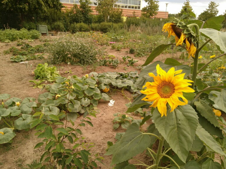 Eine Sonnenblume, im Hintergrund Kürbis und andere Gemüsepflanzen